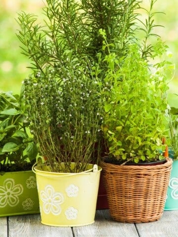 french herbs index