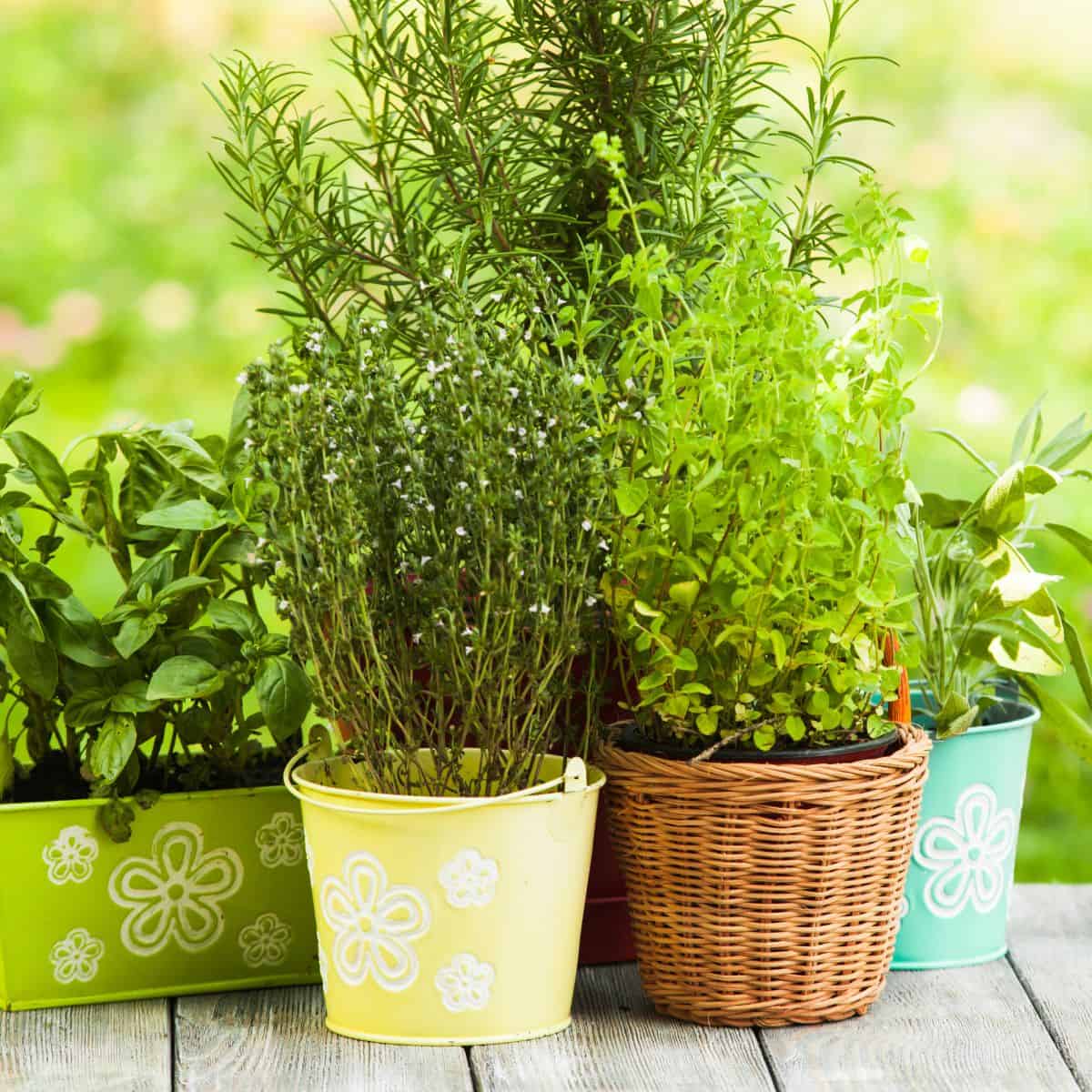 french herbs index