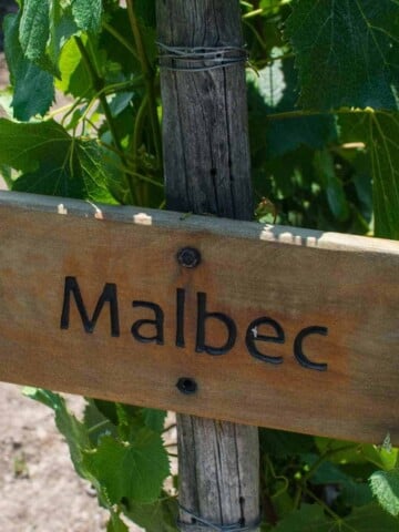 Rectangular piece of wood attached to a pot with malbec carved on it and a green vine plant behind it