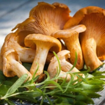 A small cluster of golden chanterelle mushrooms with long stems and umbrella like tops with green sage herb in front.
