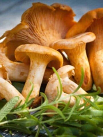 A small cluster of golden chanterelle mushrooms with long stems and umbrella like tops with green sage herb in front.