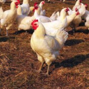A flock of bright white chickens with blue feet foraging in a field.
