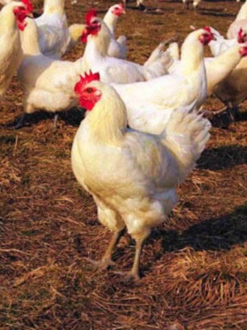 A flock of bright white chickens with blue feet foraging in a field.