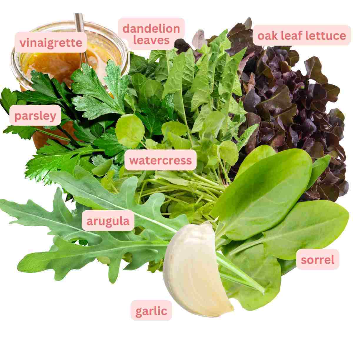 Assorted green and red leafy salad ingredients with a jar of brown dressing and a white clove of garlic.