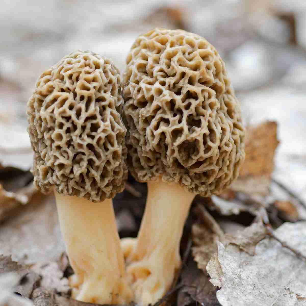 Two wild mushrooms called morels with white stems and beige and brown tops all curly.