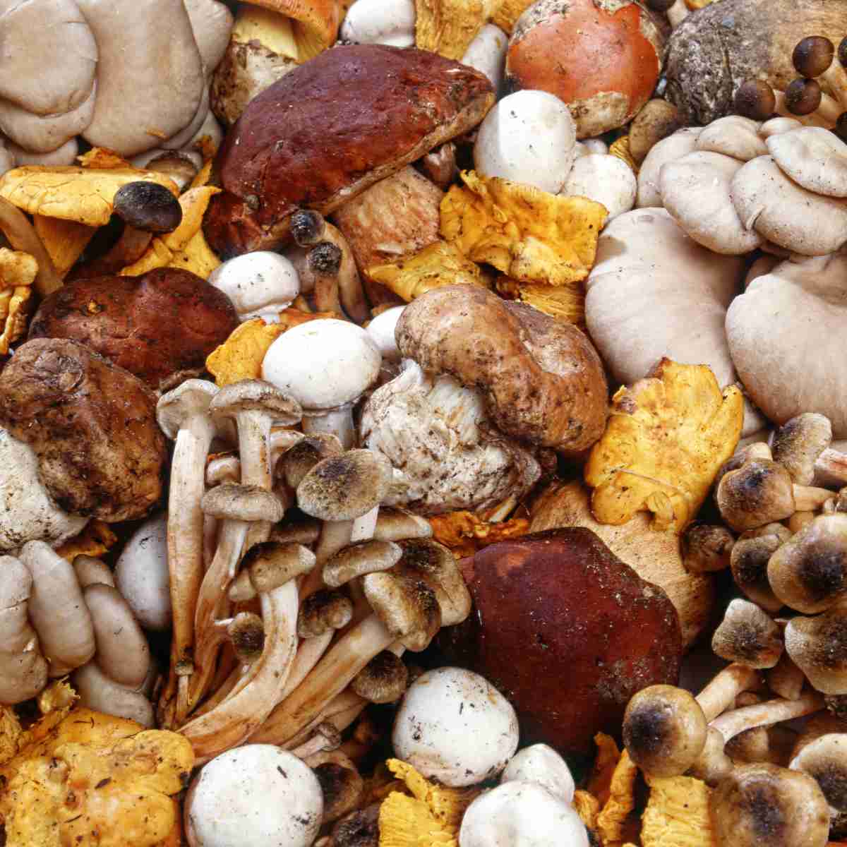 A variety of mushrooms that have shades of red, yellow, brown, or white.