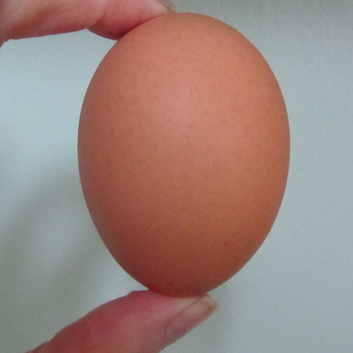 A single brown egg held between a perons thumb and forefinger.