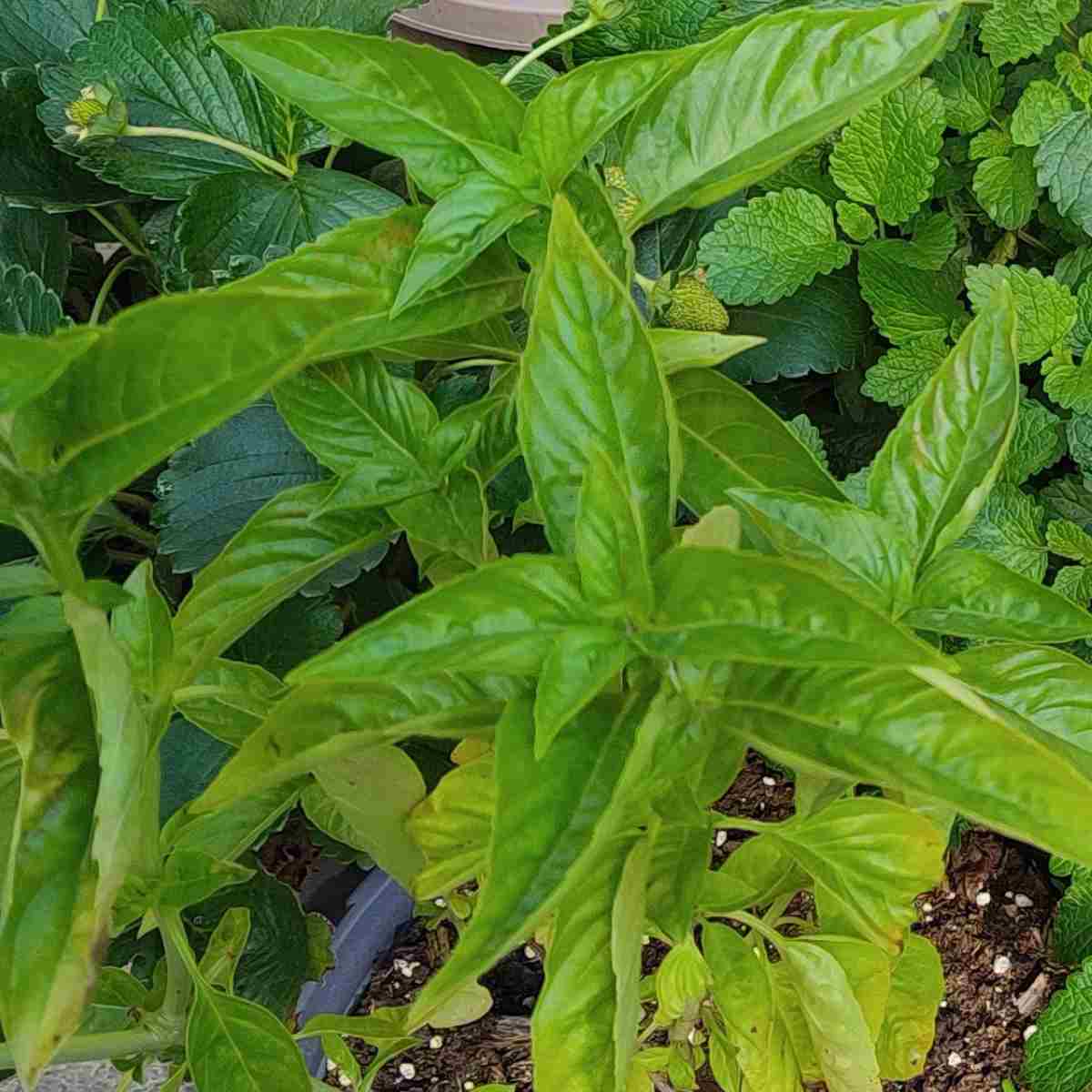 Basil is a fragrant herb used in French cuisine and many others.
