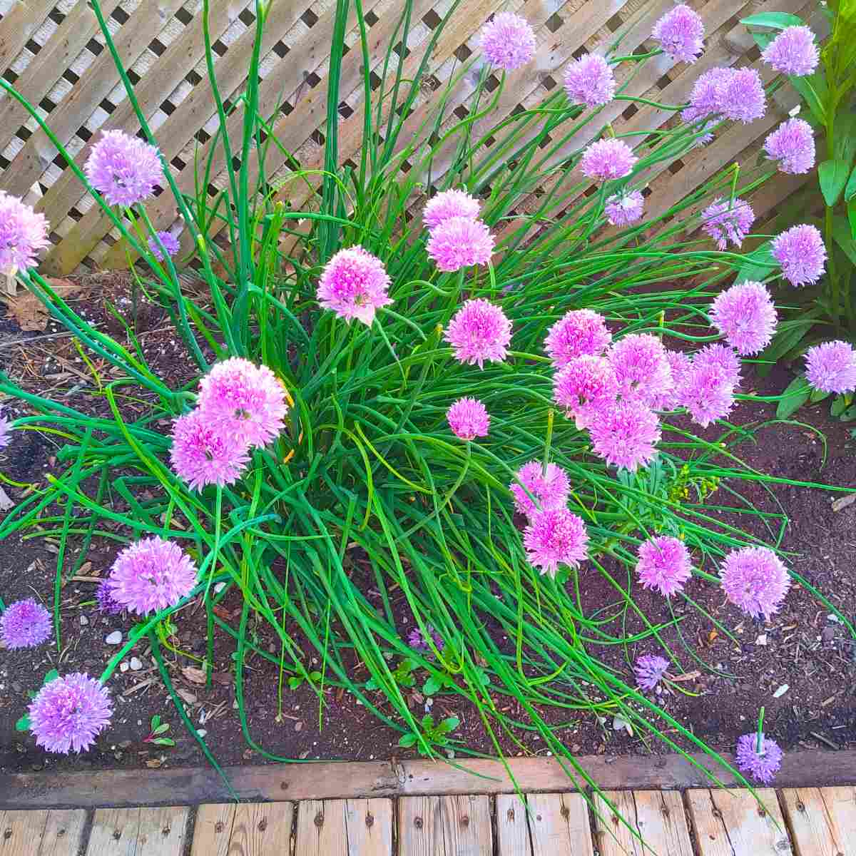 French recipes often call for fresh chives which are easily grown in a garden.