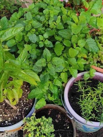 Pots of herbs for flavoring French dishes.