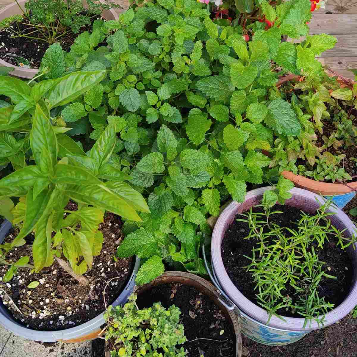 Pots of herbs for flavoring French dishes.