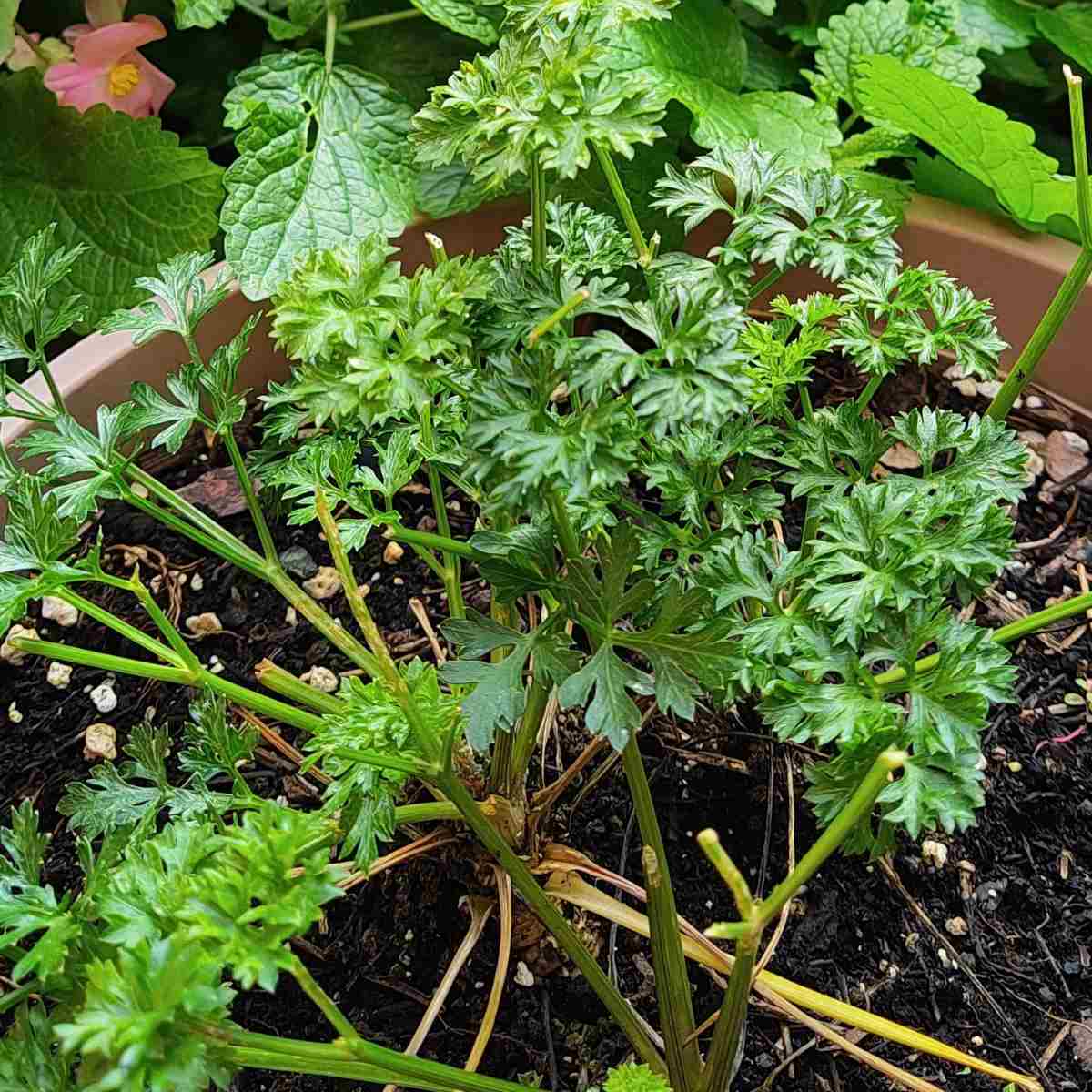 A flavorful addition to recipes, parsley is used in recipes and as a garnish.