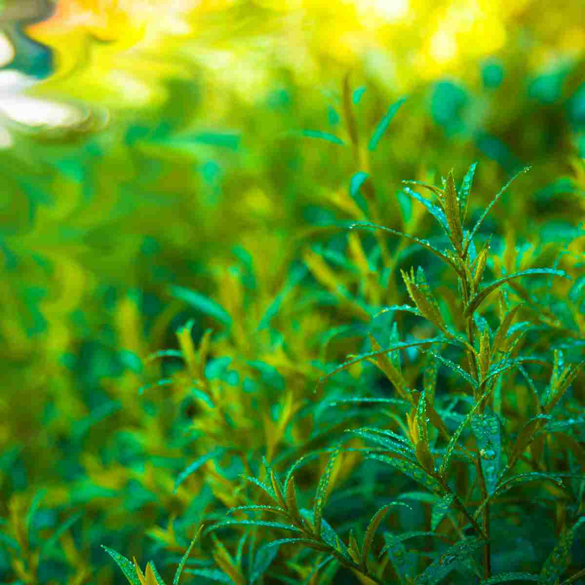 Taragon growing in the garden for flavoring French cooking.