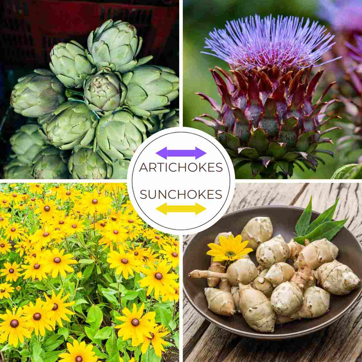 Photos of artichokes and Jerusalem artichokes to demonstrate the difference.