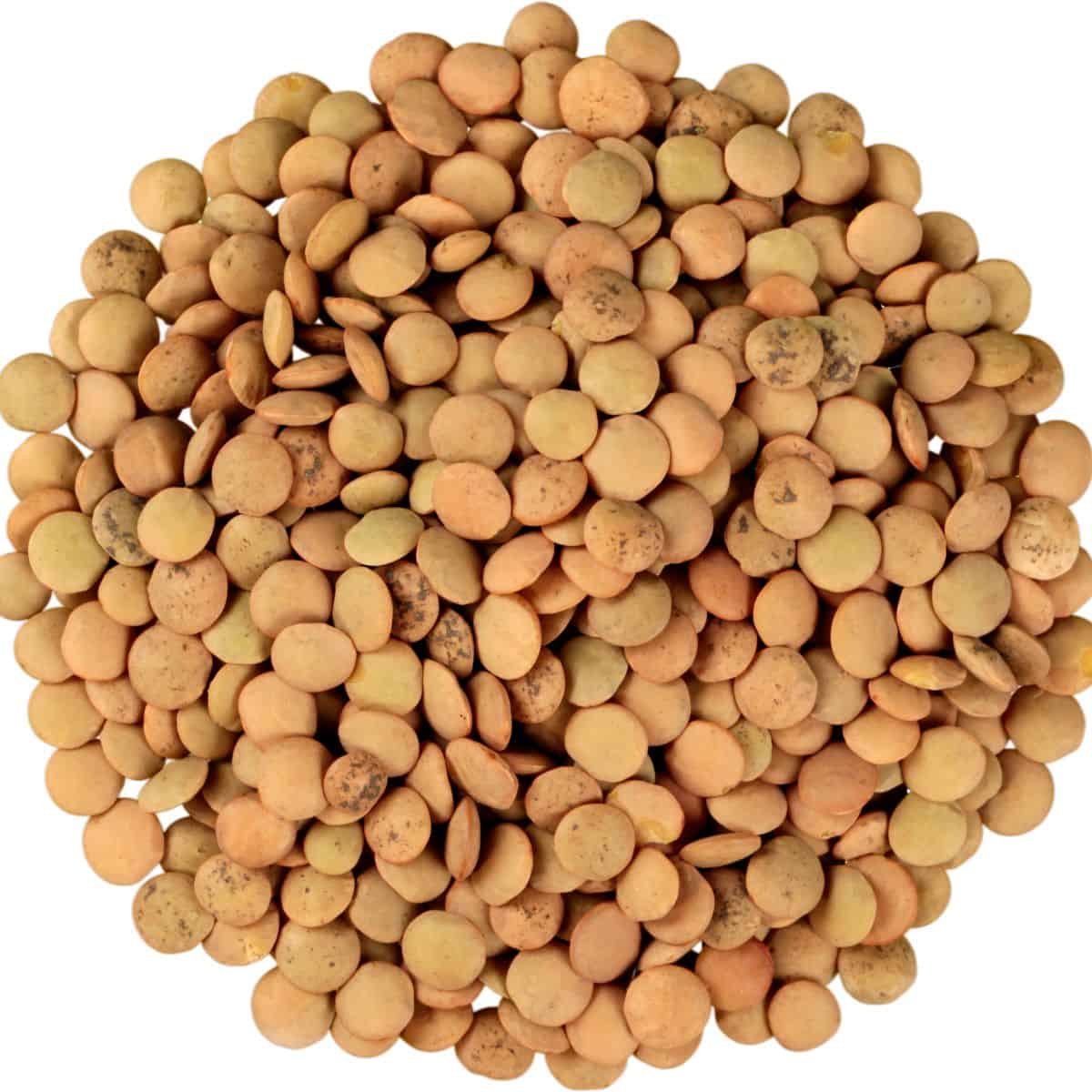Brown lentils before cooking used in French lentil salad recipe.