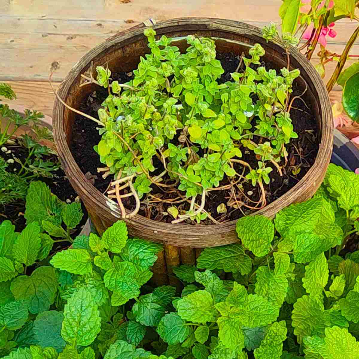 Sweet majoram is a well used herb in French cuisine.